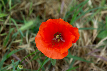 A bee inside a red opium poppy
