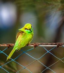 Asian Green bee-eater or little green bee-eater perched on a thin branch . 