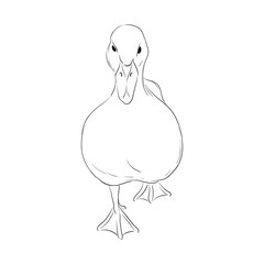 vector drawing sketch of duckling, hand drawn bird, isolated nature design element