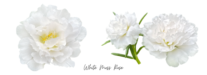 White flower clipart png, Moss Rose
