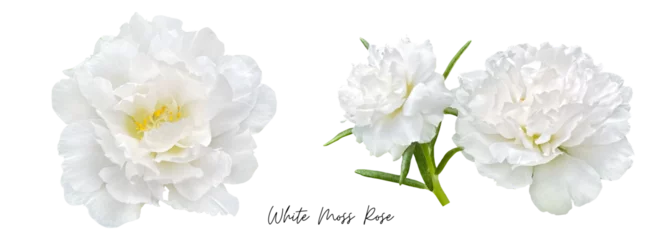Fotobehang White flower clipart png, Moss Rose © JMBee Studio