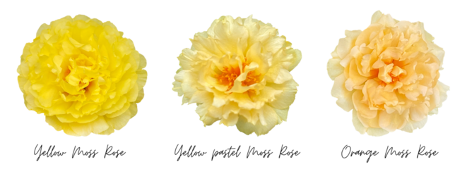 Yellow flower clipart png, Moss Rose