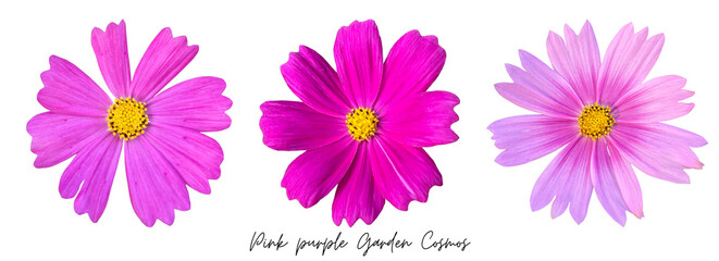 Flowers clipart png, Garden Cosmos