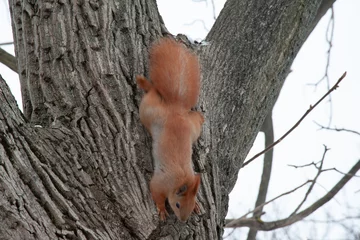 Fotobehang Fluffy squirrel jumps on winter trees. © Vitaliy