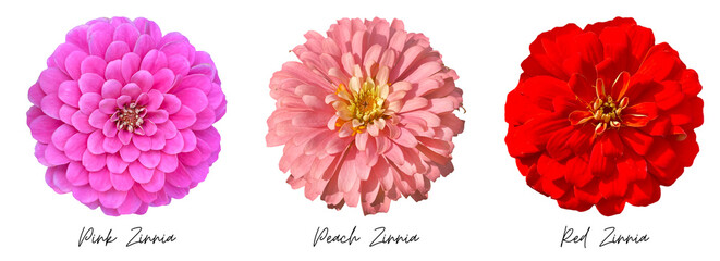 Flowers clipart png, pink red zinnia
