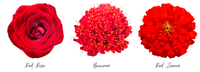 Red flowers clipart png