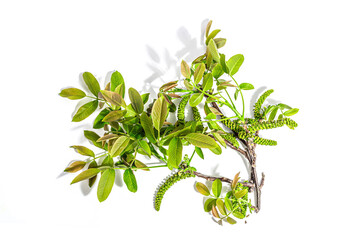 Blooming walnut branch isolated on a white background. Young leaves and flowers catkins