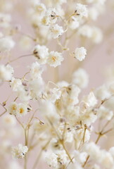 Fototapeta na wymiar White gypsophila flowers or baby's breath flowers close up on beige background selective focus. Flowers background.Botanical poster