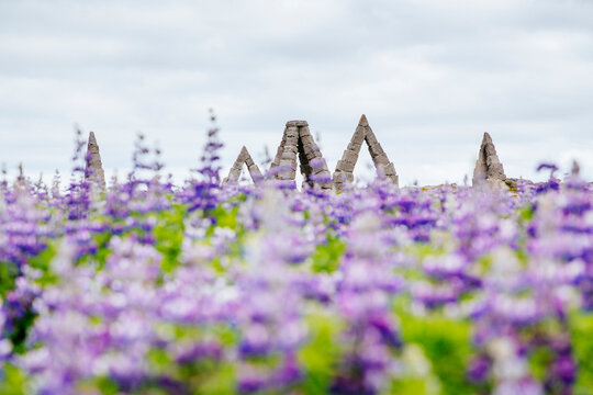 Arctic Henge monument across field of wildflowers, Raufarhofn, Iceland