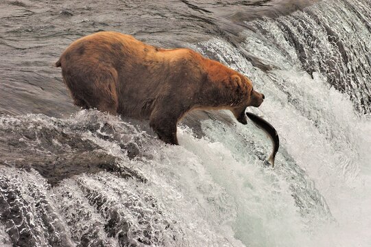 Grizzly bear&Acirc;&nbsp;(Ursus&Acirc;&nbsp;arctos&Acirc;&nbsp;ssp.) hunting for fish in river, Katmai National Park, Alaska, USA