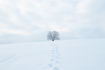 Historic landmark tree covered in snow and a clean untouched snowfield with the footprints of the explorer. Minimalism in nature. Soft light. Kozlovice Beskydy, Czech Republic