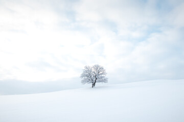 Historic monumental tree covered in snow and a pure untouched snow field. Minimalism in nature. Soft light. Alone tree. Kozlovice Beskydy, Czech Republic