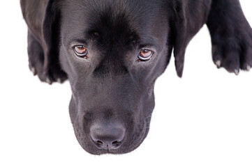 A dog of the Labrador retriever breed muzzle close-up lies on a white. Dog isolate on white.
