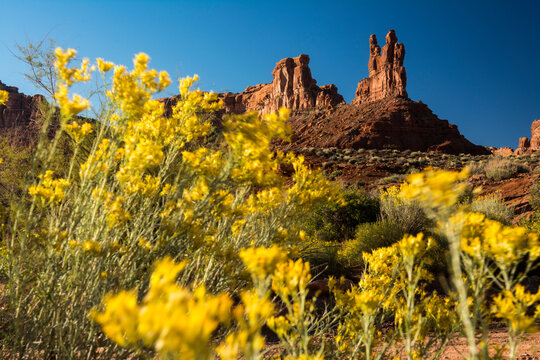 Rabbit Brush and sandstone towers in Valley of the Gods, Mexican Hat, Utah.