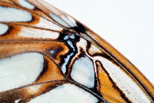 The detail of a butterfly wing is pictured in Lake Tahoe, Nevada.