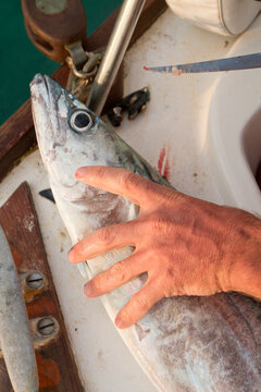 Caught king mackerel fish before being cleaned and filleted, English Caye, Belize