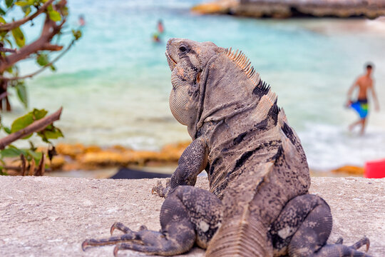 Rear view of Iguana lizard, Isla Mujeres, Yucatan Peninsula, Mexico