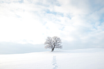Historic landmark tree covered in snow and a clean untouched snowfield with the footprints of the explorer. Minimalism in nature. Soft light. Kozlovice Beskydy, Czech Republic