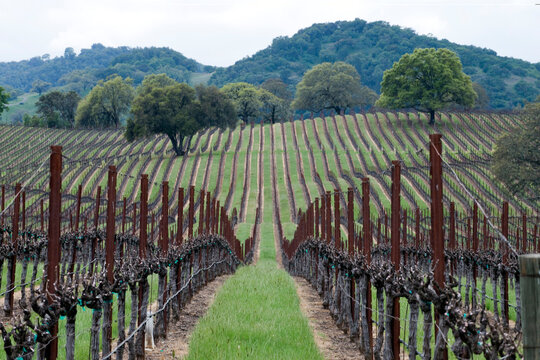 Looking down a vineyard in the Alexander Valley appellation of the Sonoma Wine Country in the Spring near Healdsburg, CA.
