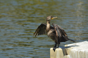 a sea bird drying its wings in the sun