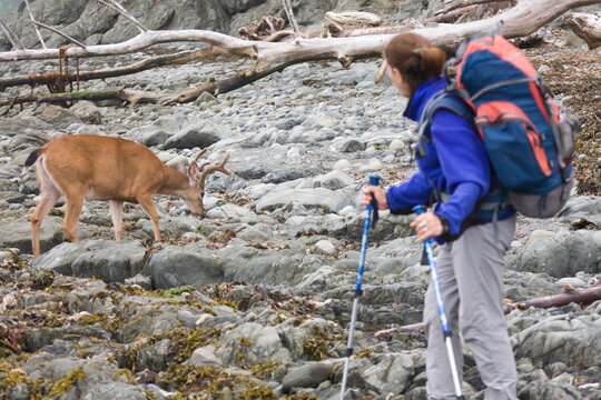 A backpacker watches a blacktail deer (Odocoileus hemionus columbianus) on the coast in Olympic National Park, Washington.