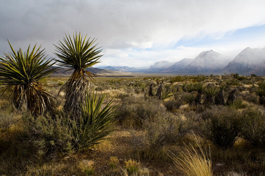 Red Rocks Conservation Area landscape, Nevada.