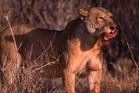 maneless lions kenya hunting hilling eating predators prey survival of the fit