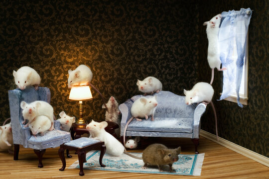 Mice overrun a model living room in San Francisco, California.