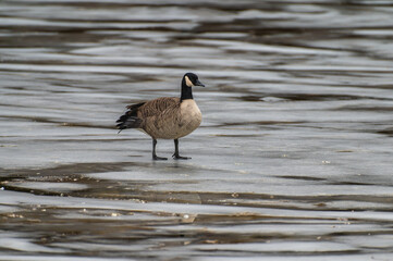 Canada goose branta canadensis standing on ice during freezing temperatures