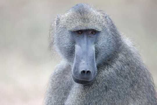 Close-up of an Olive baboon (Papio anubis)