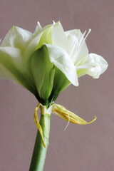 Obraz premium White amaryllis flower closeup on beige background.Floral card, botanical poster.