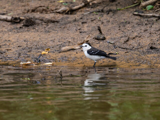 Black-backed water tyrant standing on the river shore