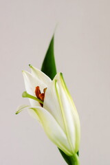 Obraz premium Flowers lily bud close up on beige background . macro flower.Minimal floral card. Botanical interior poster