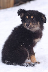 shepherd puppy closeup photo on white snow background