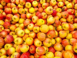 background. lots of yellow and red apples. the concept of fruit harvest for the farmer. healthy and delicious food and dessert.