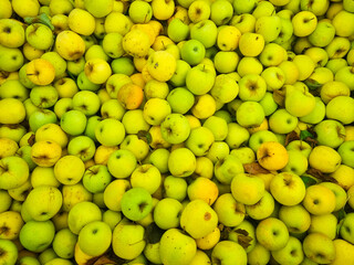 background. lots of yellow and green apples. the concept of fruit harvest for the farmer. healthy and delicious food and dessert.