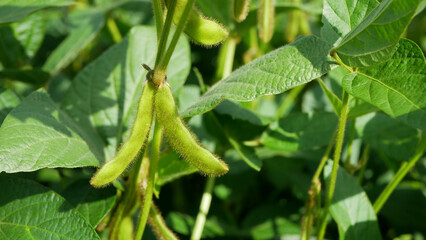 Soybea soy bean bio Glycine max soya legume pod green farm crop, grow ripe fresh plant young...