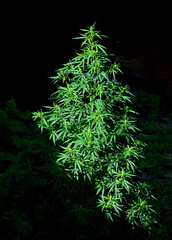 The cannabis plant on a dark background. The texture of the leaves of cannabis. Selective focus.
