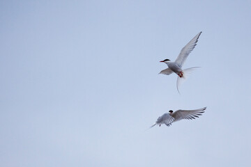 Arctic Terns, sterna paradisea, Ny Alesund