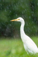 Close-up of a walking cattle egret (bubulcus ibis) with green background