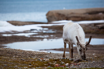 Svalbard Reindeer, Ny-Alesund