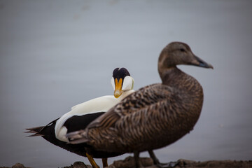 Common Eider Duck