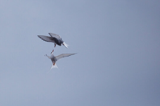 Arctic Terns, sterna paradisea, Ny Alesund