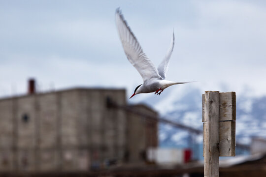 Arctic Terns, sterna paradisea, Ny Alesund