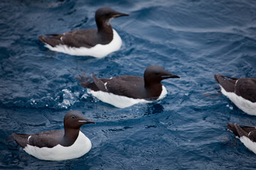 Brünnich's Guillemot
