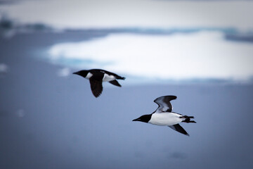 Brünnich's Guillemots flying over the sea ice