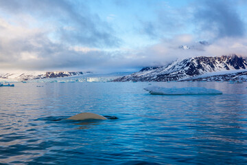 Beluga: white whale