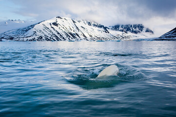 Beluga: white whale
