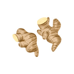 Fresh ginger rhizome root used in asian cuisine and for flavoring meals, drinks. Vector clipart.
