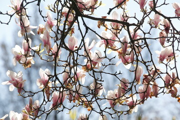 Weisse Magnolienblüten auf  Baumzweigen ,Deutschland